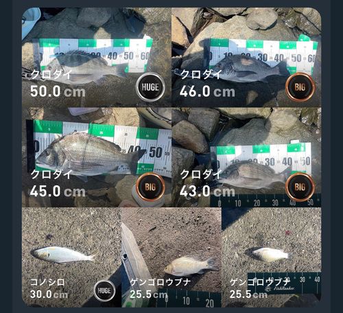 クロダイの釣果