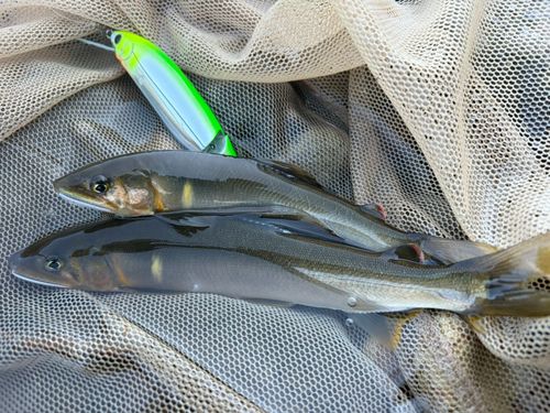 アユの釣果