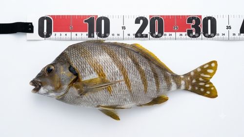 タカノハダイの釣果