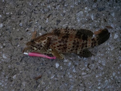 チャイロマルハタの釣果