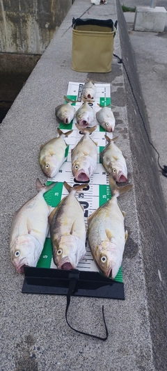 ショゴの釣果