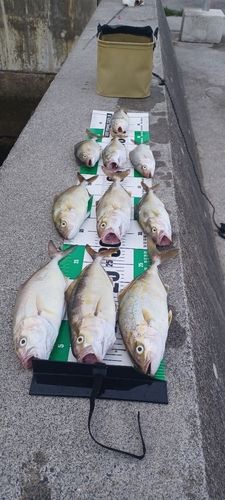 ショゴの釣果
