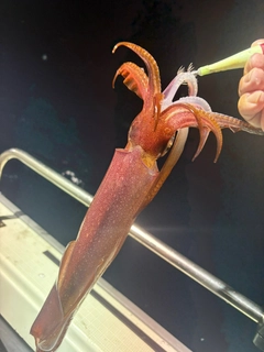 アカイカの釣果