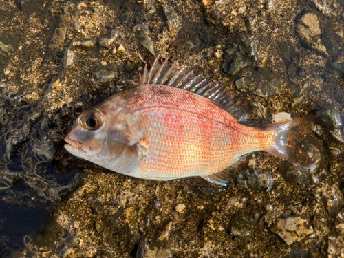 チャリコの釣果