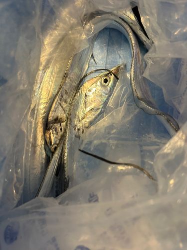 タチウオの釣果