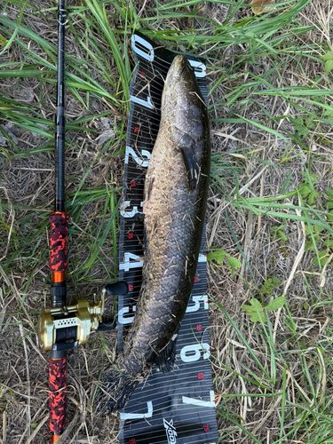 ライギョの釣果