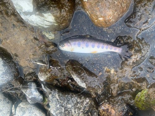 ニジマスの釣果