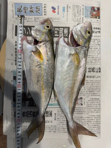 ネリゴの釣果