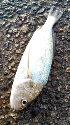 イシモチの釣果