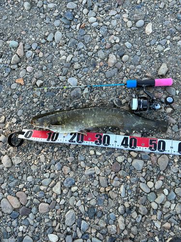 ナマズの釣果