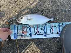 シオの釣果