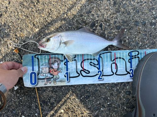 シオの釣果