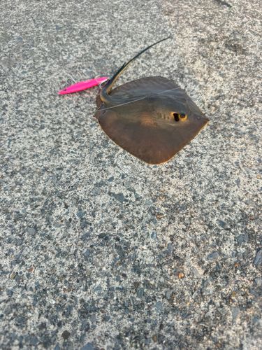 アカエイの釣果