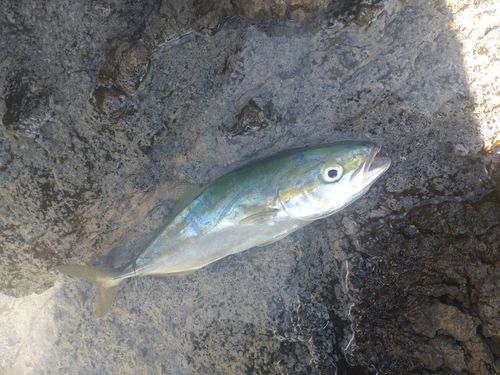 ワカシの釣果