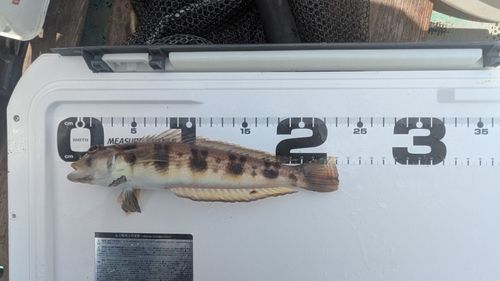 クラカケトラギスの釣果