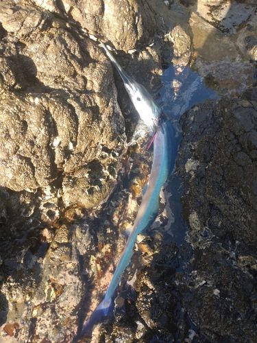 ダツの釣果