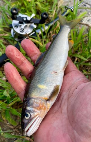 アユの釣果