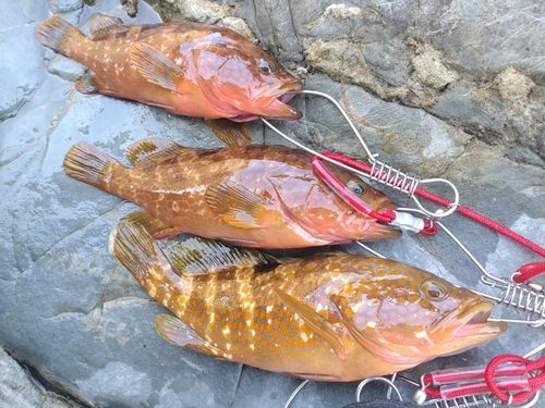 アコウの釣果