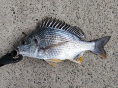 キビレの釣果