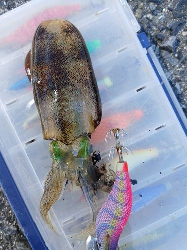 アオリイカの釣果
