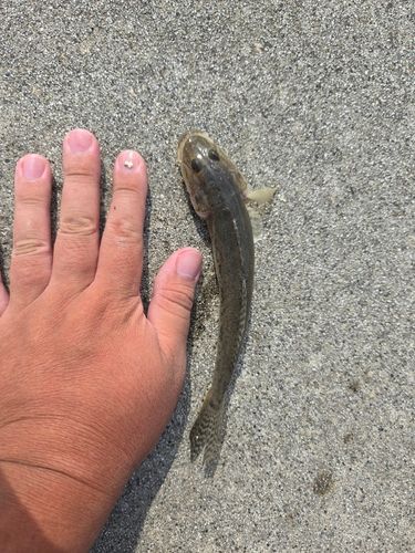 ハゼの釣果
