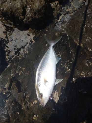 ネイリの釣果