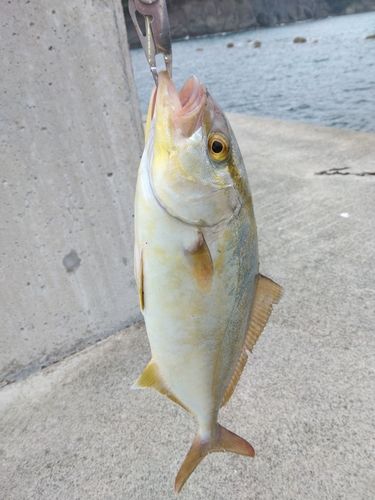 カンパチの釣果