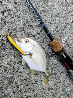 メッキの釣果