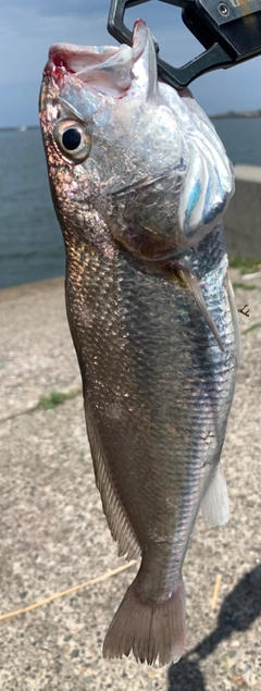イシモチの釣果