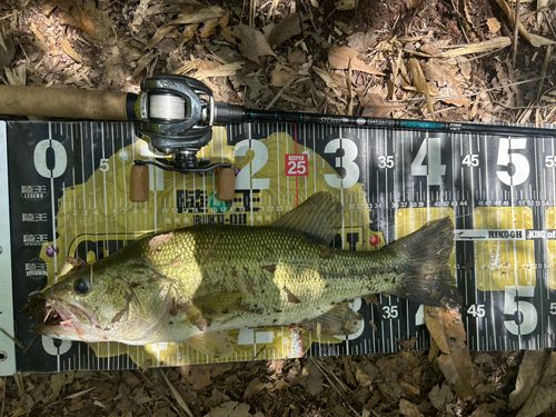 ブラックバスの釣果