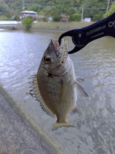 ミナミクロダイの釣果
