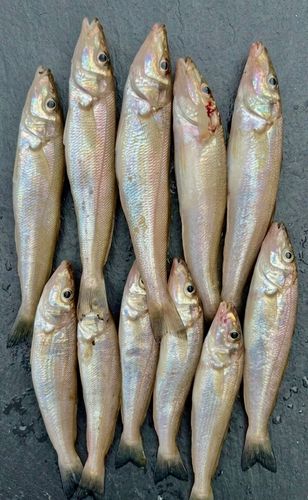 キスの釣果