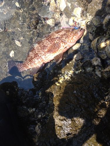 オオモンハタの釣果
