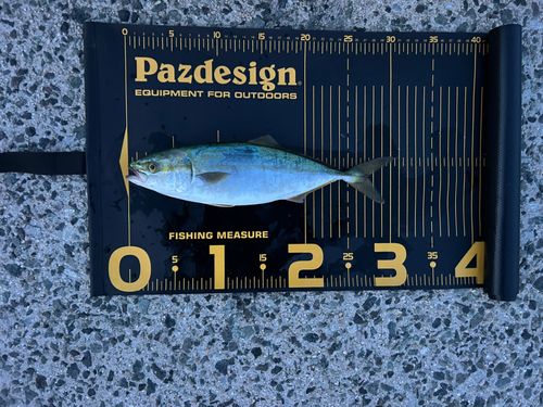 ツバスの釣果