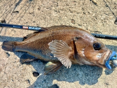 エゾメバルの釣果
