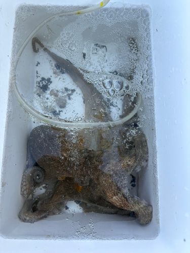 タコの釣果