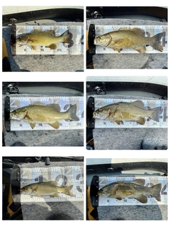 スモールマウスバスの釣果