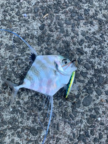 イトヒキアジの釣果