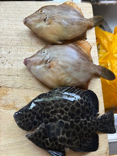 カワハギの釣果