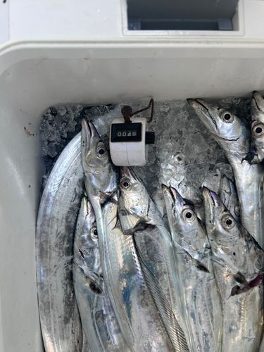 タチウオの釣果