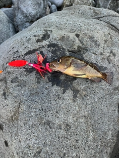 エゾメバルの釣果