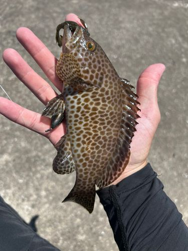 オオモンハタの釣果