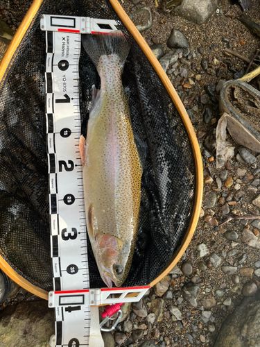 ニジマスの釣果