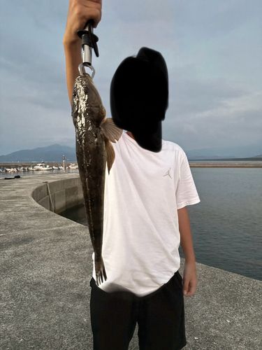 マゴチの釣果
