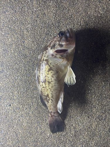 クロソイの釣果