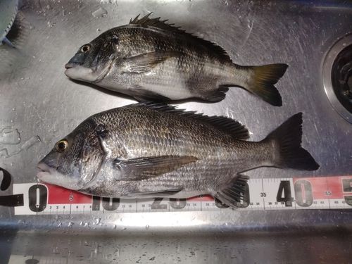チヌの釣果