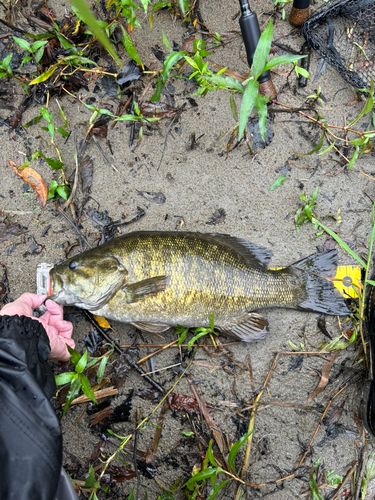スモールマウスバスの釣果
