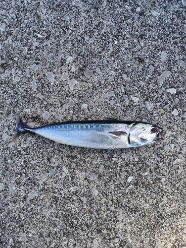 メジカの釣果