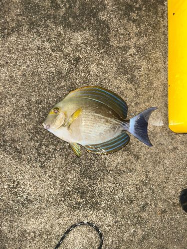 ニセカンランハギの釣果