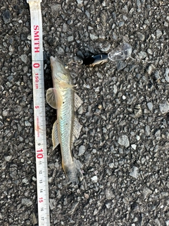 ハゼの釣果